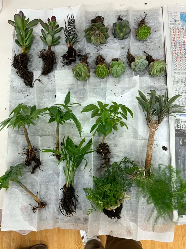 ぱらたまの材料